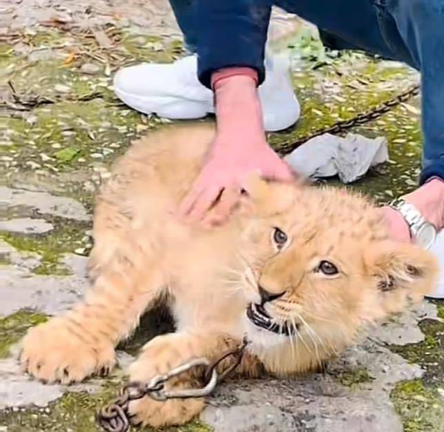 À Tripoli, un lionceau s’échappe et attire l’attention sur sa détention illégale À Tripoli, un lionceau s’échappe et attire l’attention sur sa détention illégale