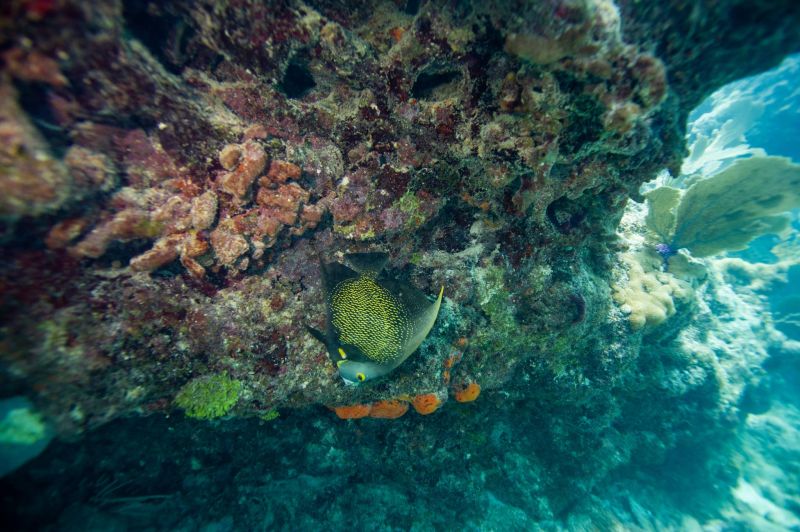 La Grande barrière de corail subit un blanchissement massif L