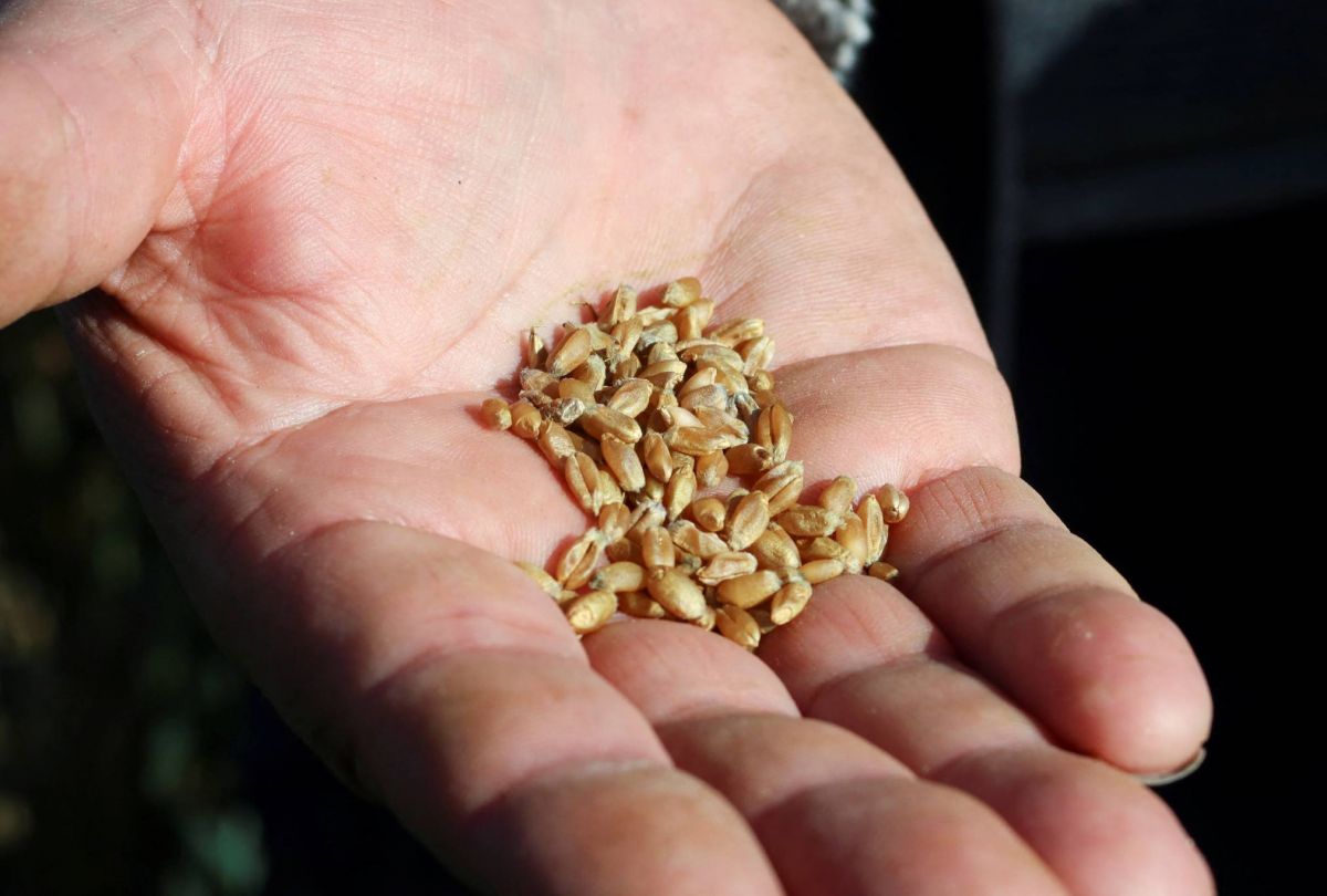 Avec la chute des céréales, les prix alimentaires mondiaux reculent, selon la FAO Avec la chute des céréales, les prix alimentaires mondiaux reculent, selon la FAO