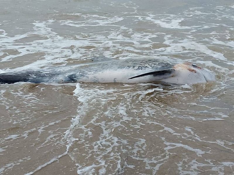 Dead dolphin washes up on Akkar shores