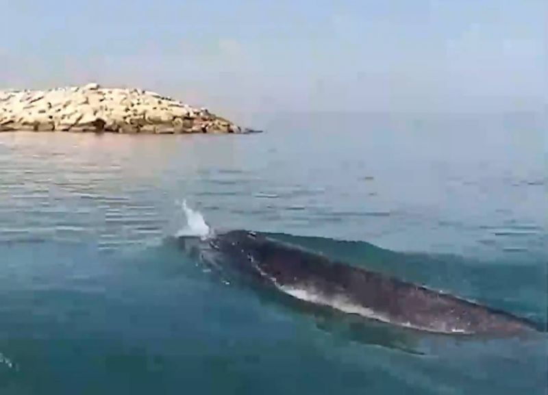 La baleine observée au large du Akkar serait un rorqual commun, selon un expert