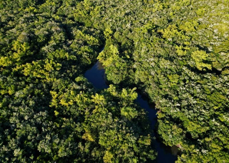Malgré des progrès au Brésil, la destruction des forêts à des niveaux 