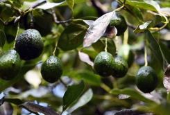 Des avocats dans un verger. Photo d'archives AFP