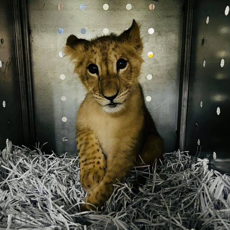 Le lionceau confisqué à Tripoli a trouvé refuge dans un sanctuaire en Afrique du Sud