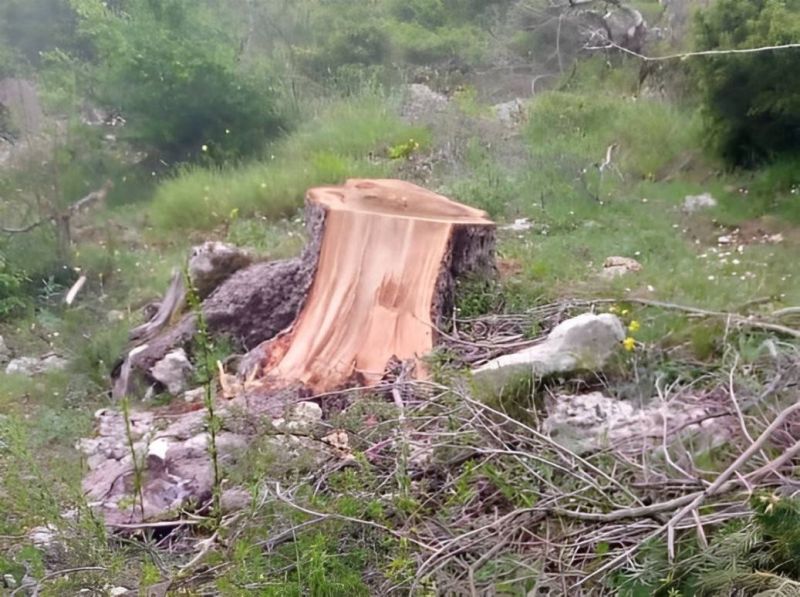 Abattage sauvage d’arbres : une municipalité du Akkar appelle les autorités à l’aide