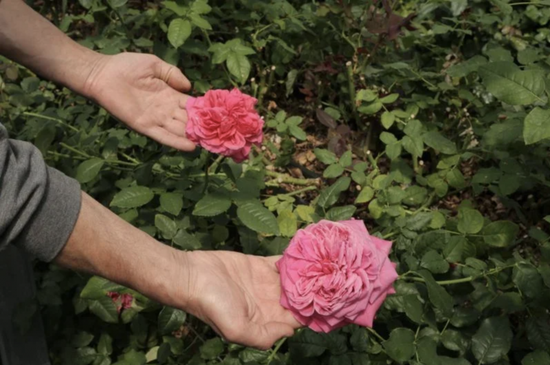 Takkoush, Le Mikado and Exotica, Beirut’s emblematic florists L