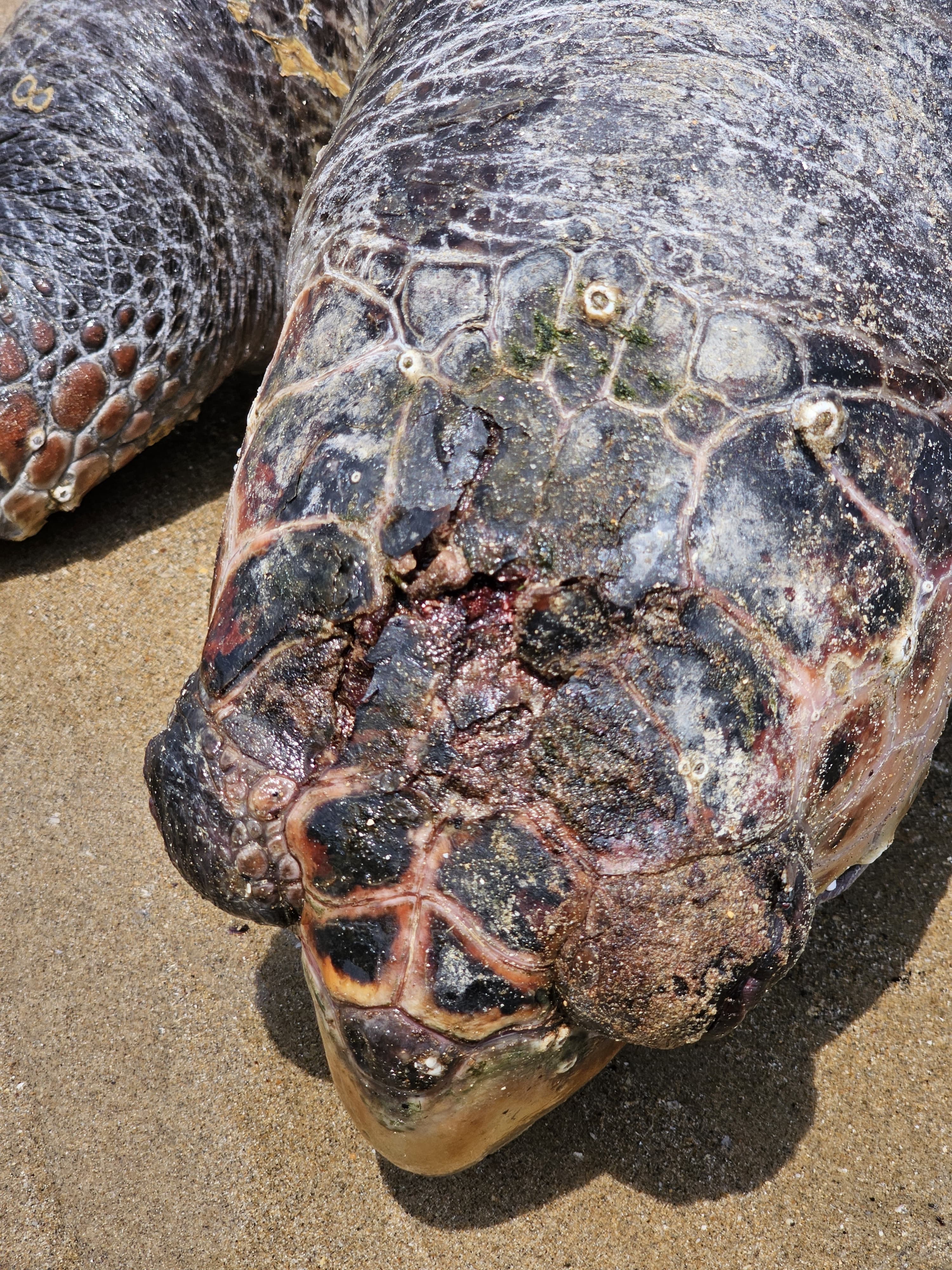 Loggerhead sea turtle was found dead with a blow to its head on a beach on April 29, 2024 in Minieh, Tripoli, North Lebanon. (Courtesy of Akkar Trail organization)