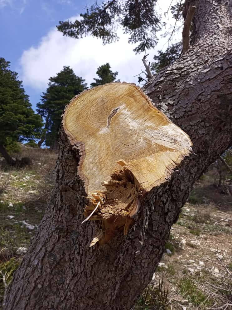 Réunion d'urgence au Akkar pour protéger les bois de Qammouha et de Fnaydek