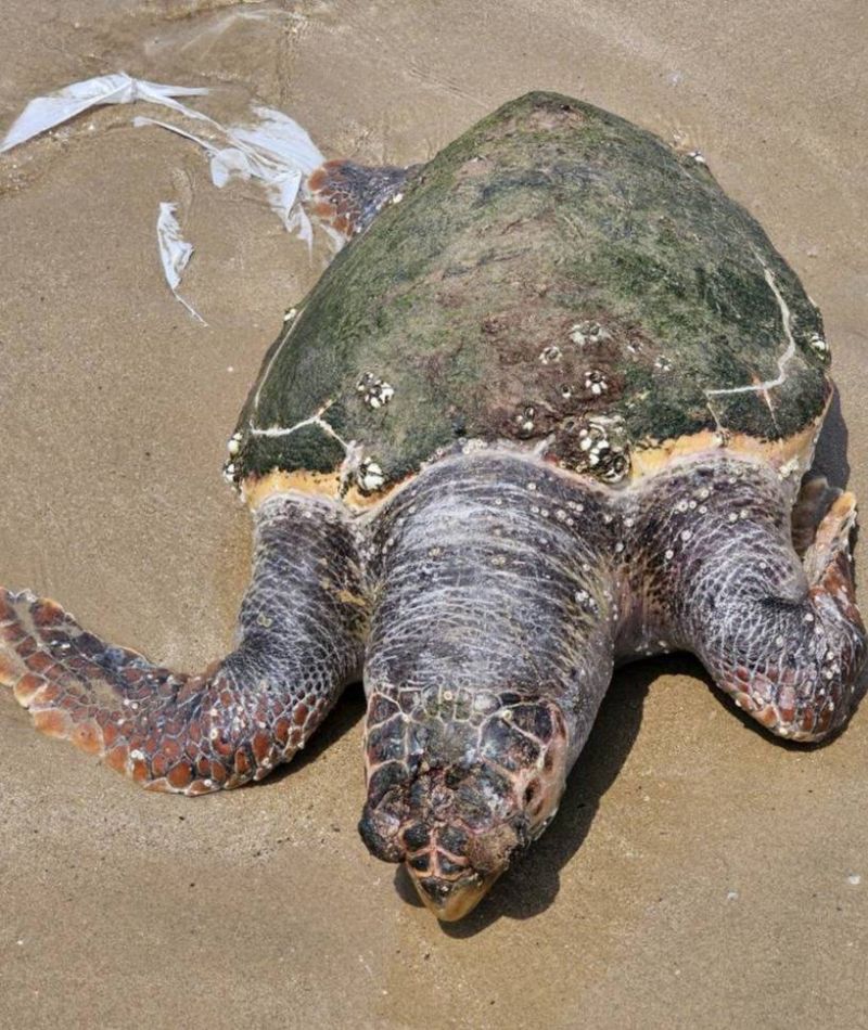 Sea turtle with severe blow to the head found dead north of Tripoli