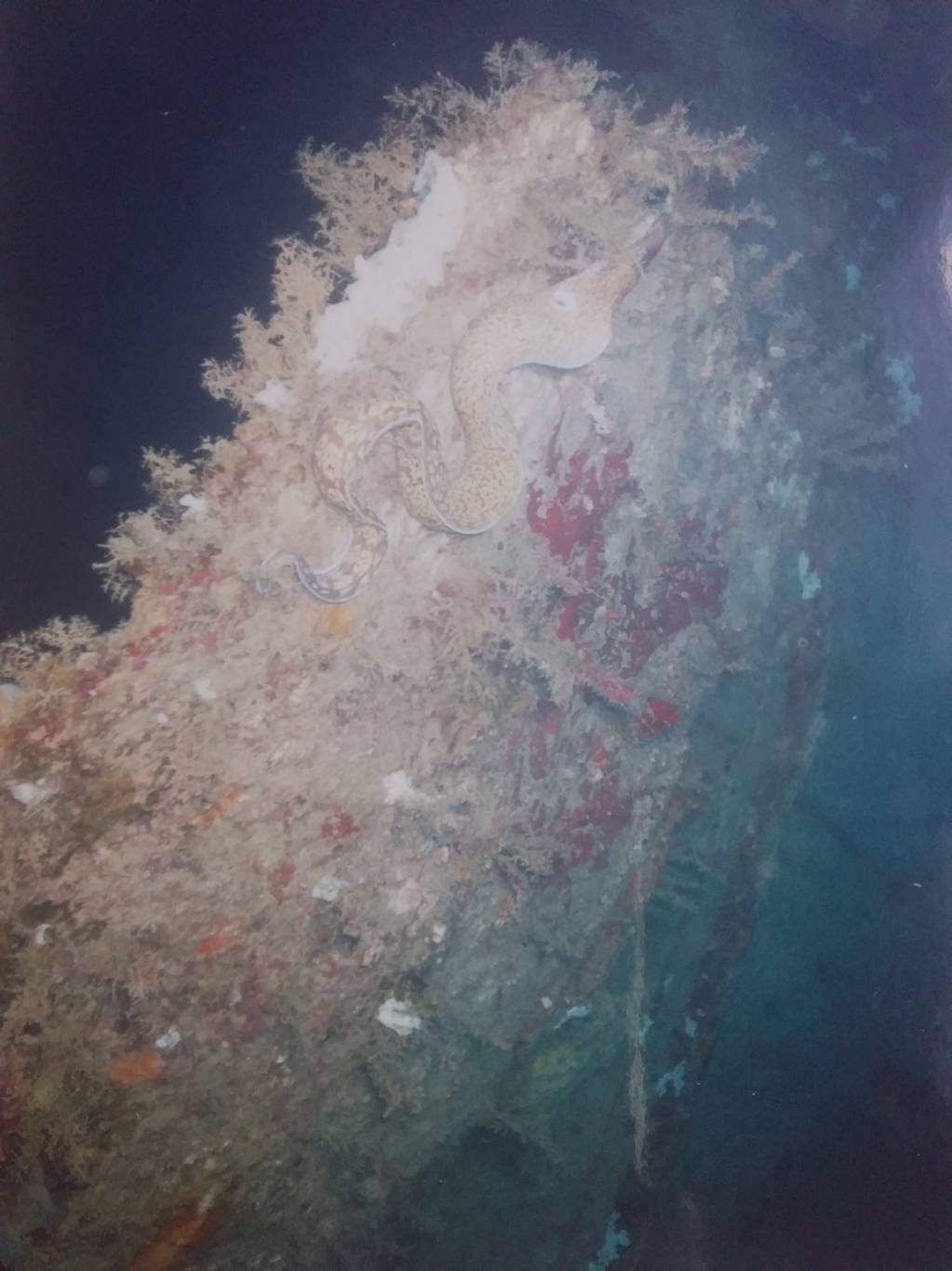 Un sous-marin français au Levant Un sous-marin français au Levant