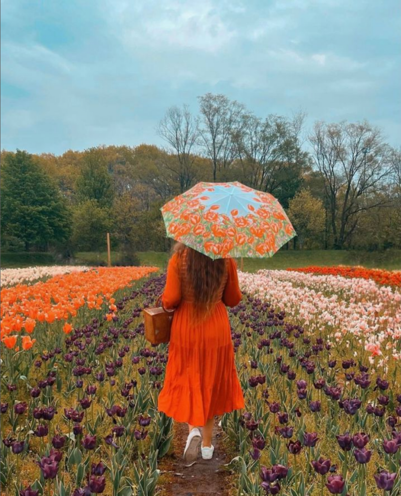 Le mois de mai est le « Tulip Time » de la Holland américaine