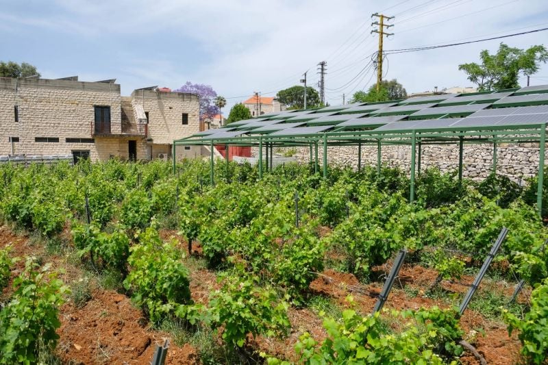 L’agrivoltaïque, une niche encore balbutiante au Liban