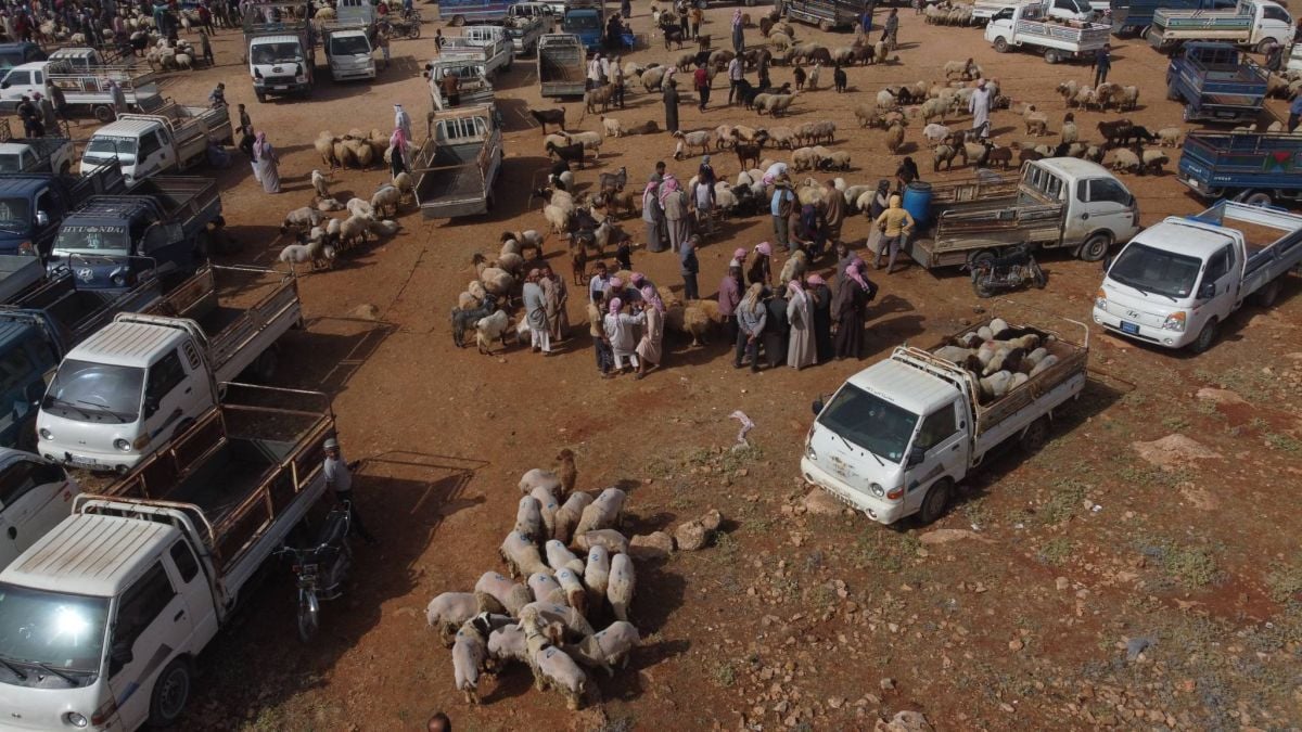Dans le Nord-Ouest syrien, la pauvreté prive les habitants du sacrifice rituel de l'Adha Dans le Nord-Ouest syrien, la pauvreté prive les habitants du sacrifice rituel de l'Adha