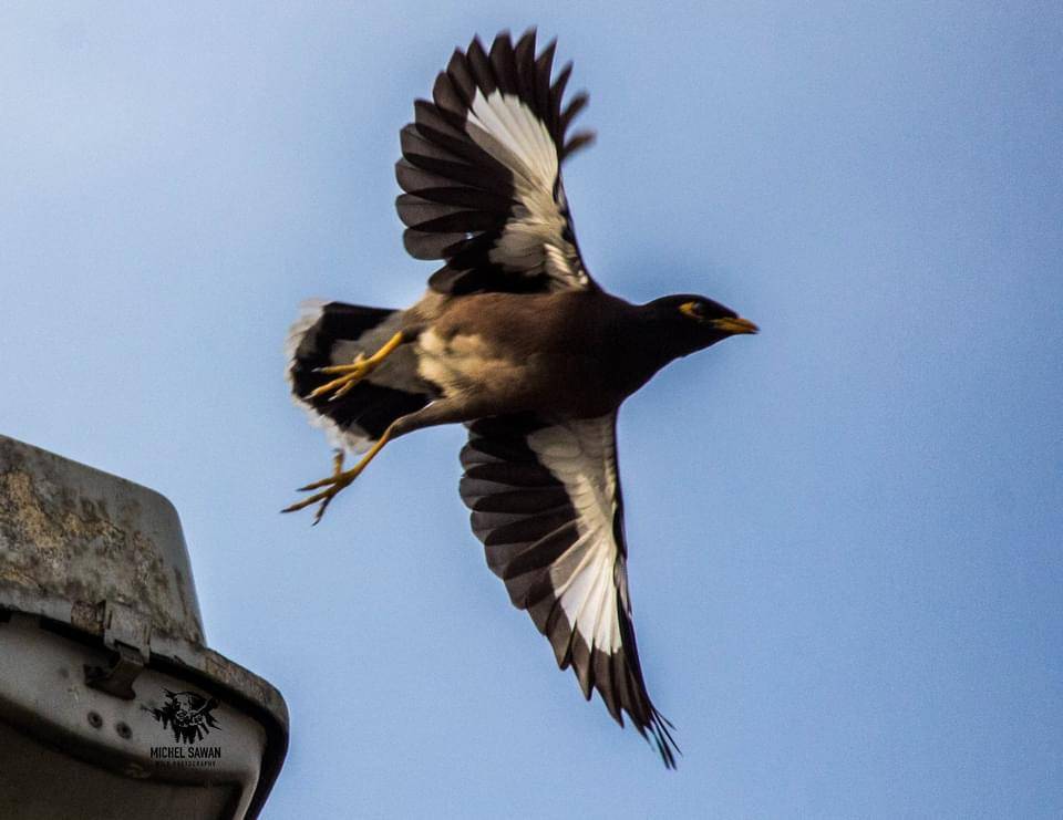 Un oiseau plutôt bagarreur prolifère au détriment des espèces locales au Liban