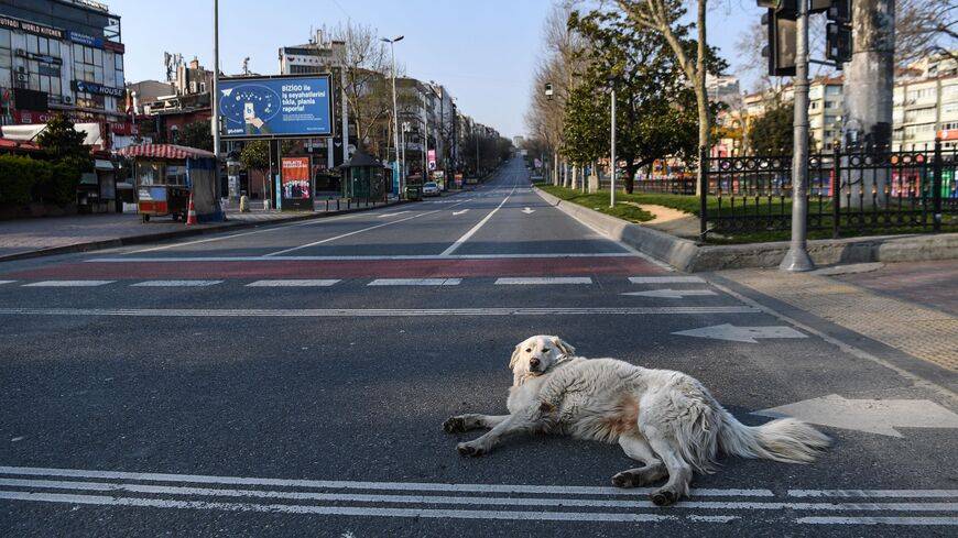 En Turquie, un projet de loi fait craindre un « massacre » des chiens errants du pays