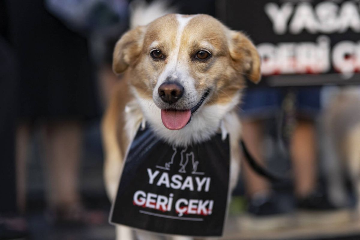 Turkish stray dog law sparks opposition anger