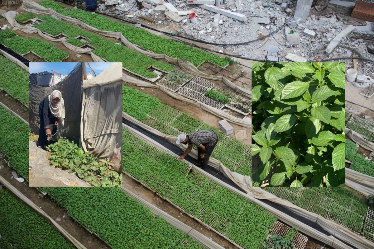 Gardens of Gaza: Resilience against starvation under Israeli occupation