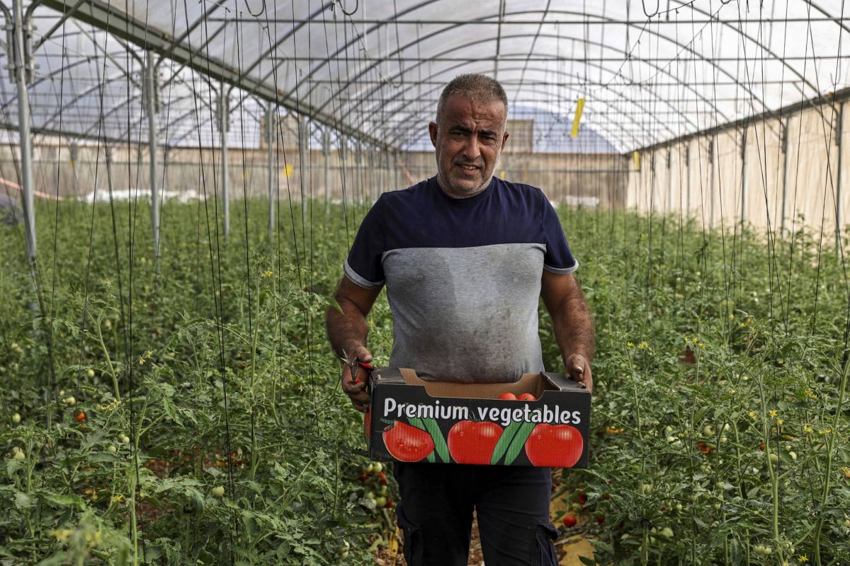 Les Palestiniens, sans permis de travail en Israël, reviennent à la terre