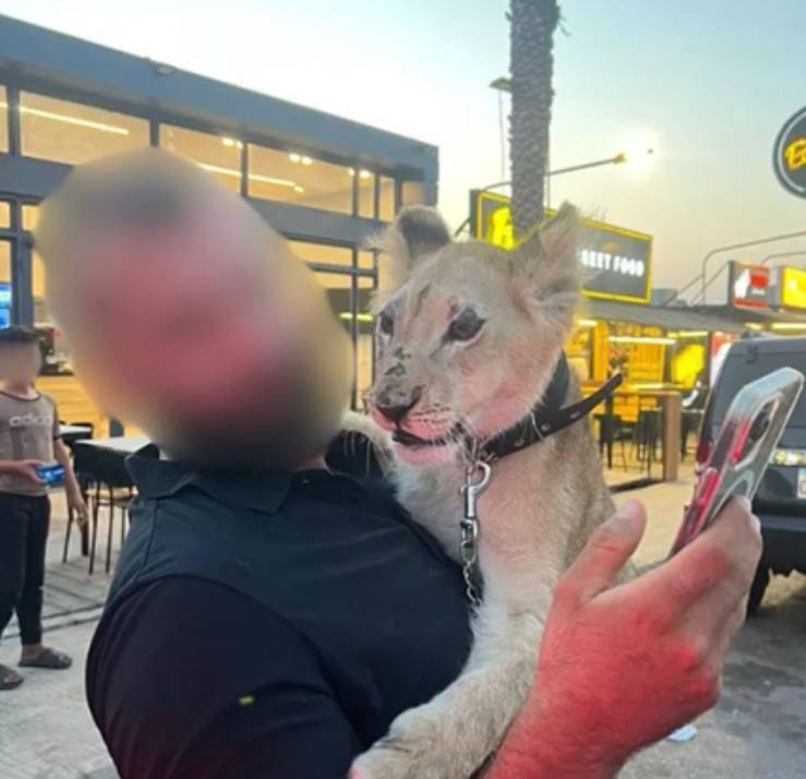 New lion cub spotted on social media New lion cub spotted on social media