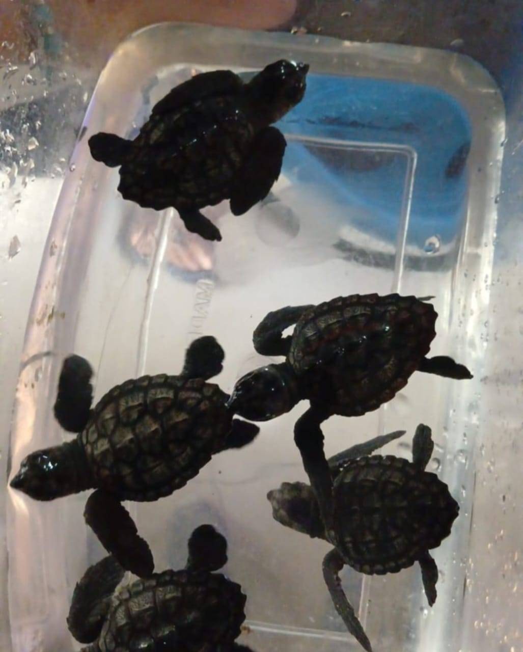 ISF arrests owner of shop who was selling five endangered loggerhead sea turtles ISF arrests owner of shop who was selling five endangered loggerhead sea turtles