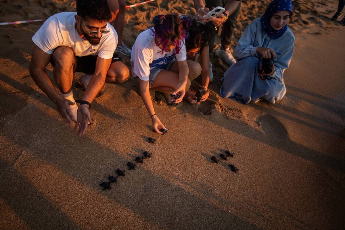 Amid cross-border strikes, conservationists watch over endangered baby sea turtles in Sour Amid cross-border strikes, conservationists watch over endangered baby sea turtles in Sour