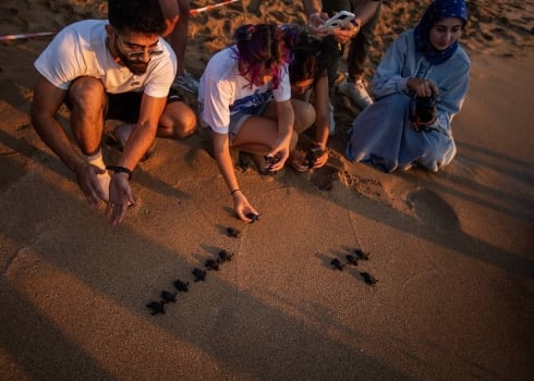 Malgré la guerre au Liban-Sud, des bénévoles protègent toujours les tortues de mer