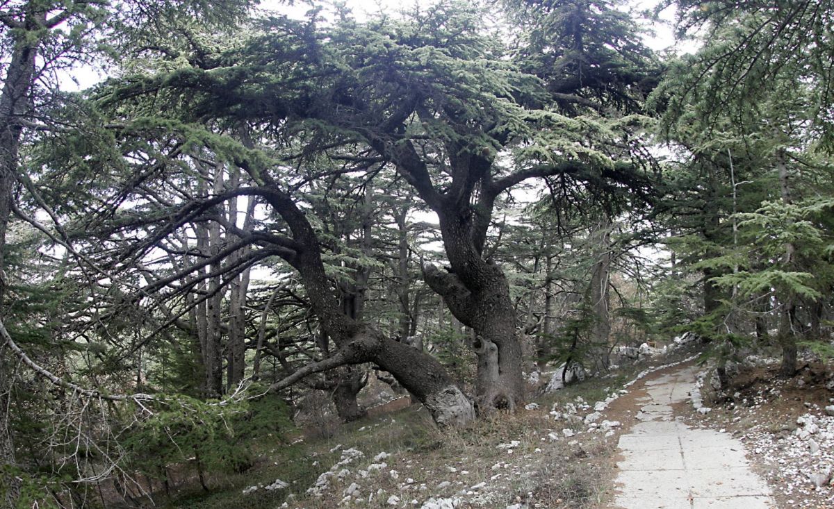 La méritocratie ambivalente de l’époque de « Cedrus libani »