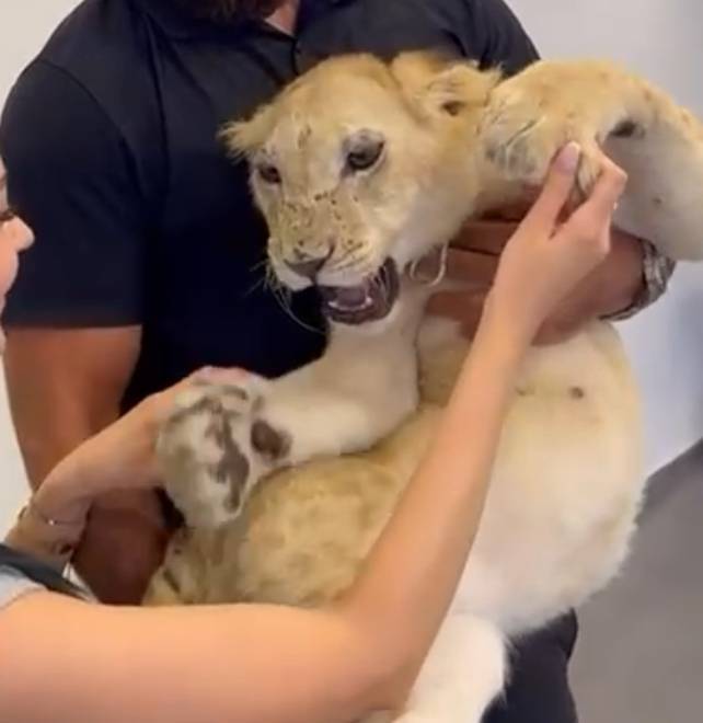 Mistreated lion cub reappears on social media