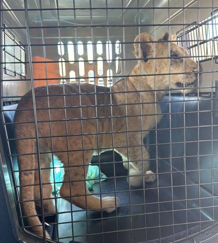 Le lionceau exhibé sur les réseaux sociaux au Liban confisqué, son propriétaire écroué Le lionceau exhibé sur les réseaux sociaux au Liban confisqué, son propriétaire écroué