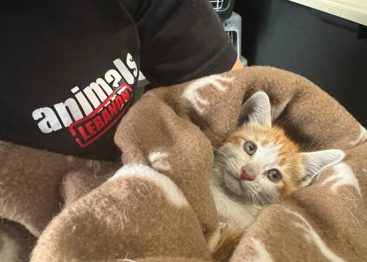 Animals Lebanon appeals for help in placing rescued animals Animals Lebanon appeals for help in placing rescued animals