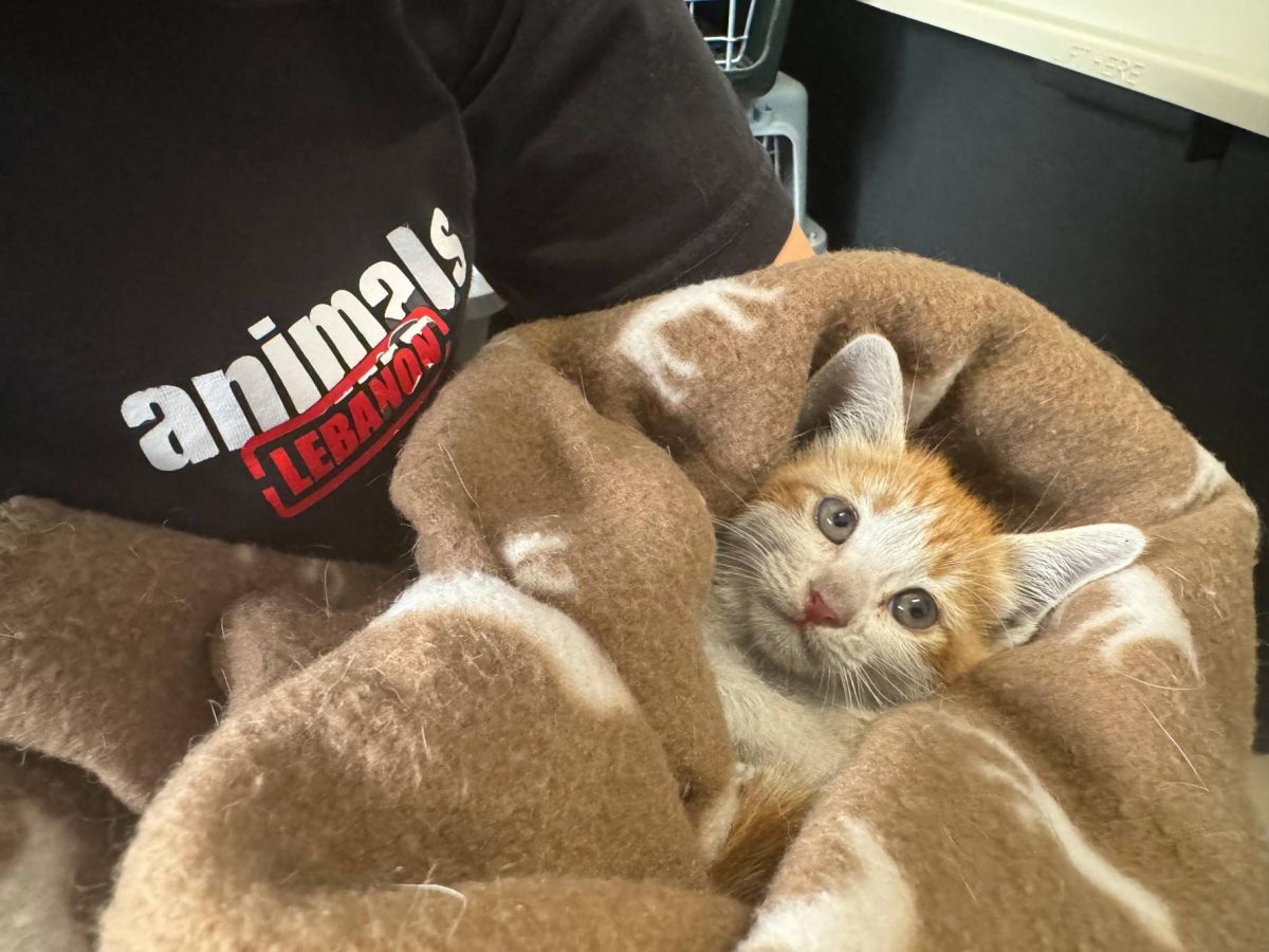 Animals Lebanon appelle à l’aide pour le placement d’animaux secourus