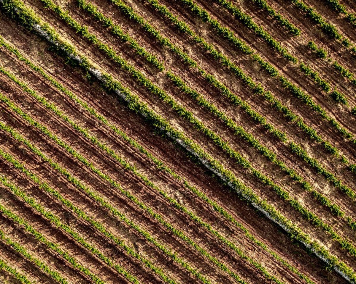 2024 Vintage: Lebanese winemakers in the South and the Bekaa harvest against all odds