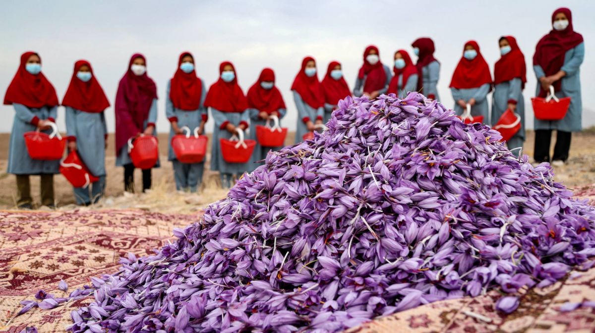 Afghanistan : plus de 100 personnes arrêtées dans le nord-est pour avoir fait pousser du pavot