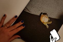 Photo of a peeled orange by Aly Saab taken during Art Affair on Dec. 21 2023 (Credit: Nima Salha)