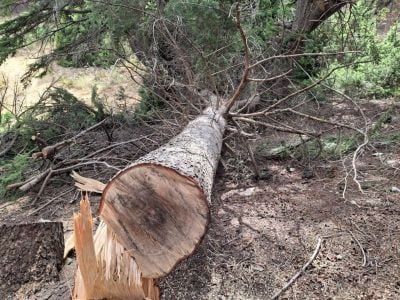 Le ministre de l’Agriculture décrète l’état d’urgence pour la sauvegarde des forêts