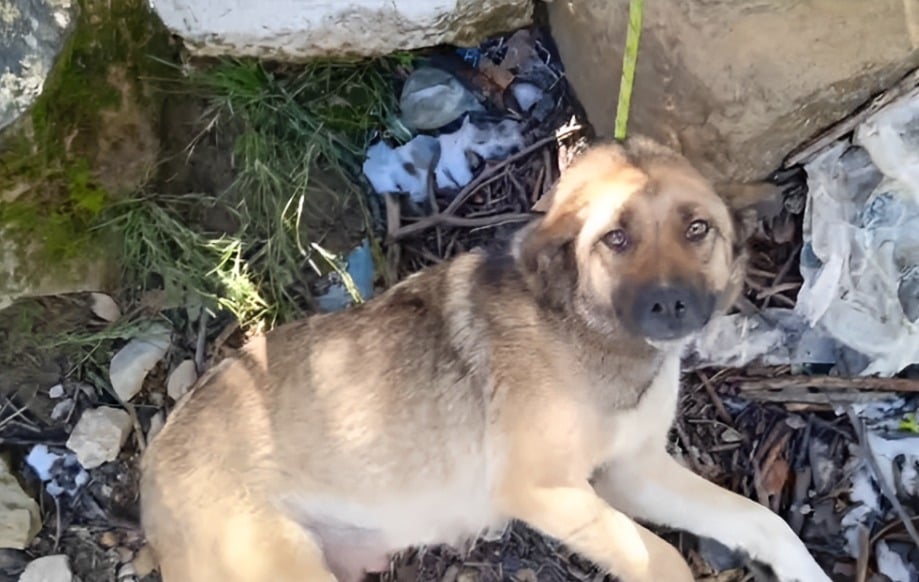 Nouveaux crimes contre des chiens errants à Achkout et Bhamdoun-Mhatta, en toute impunité