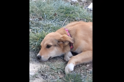 Un des chiens qui ont échappé aux maltraitance à Bhamdoun-Mhatta. Capture d’écran d’une vidéo prise par des activistes