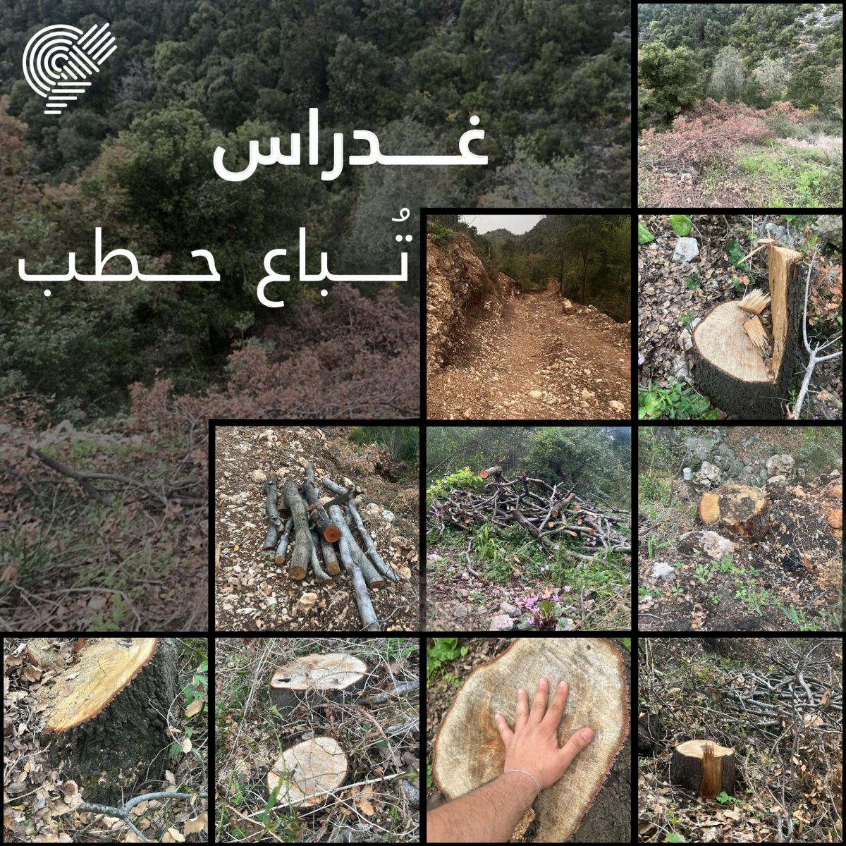 Terre-Liban denounces massive and illegal logging in Kesrwan Terre-Liban denounces massive and illegal logging in Kesrwan