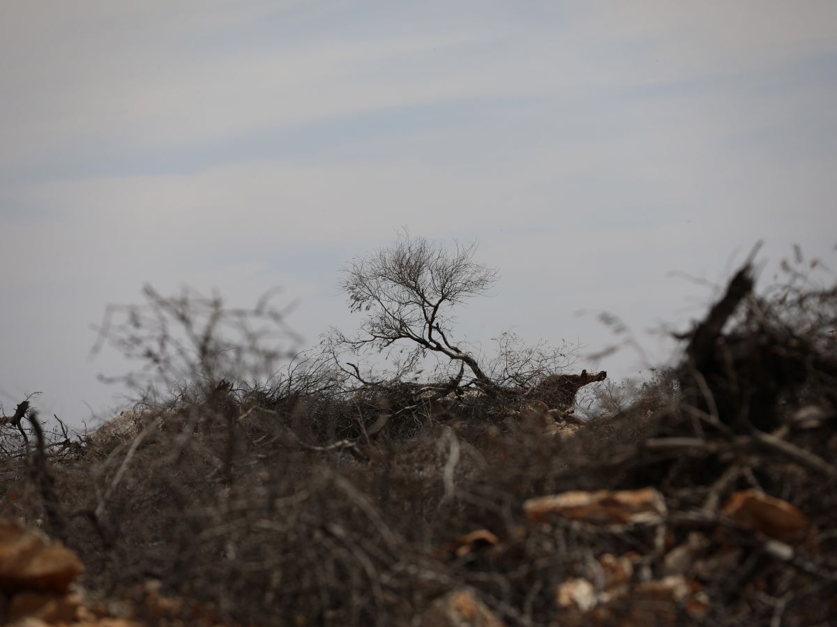 Lebanon's southern farmers facing the Israeli scorched-earth policy