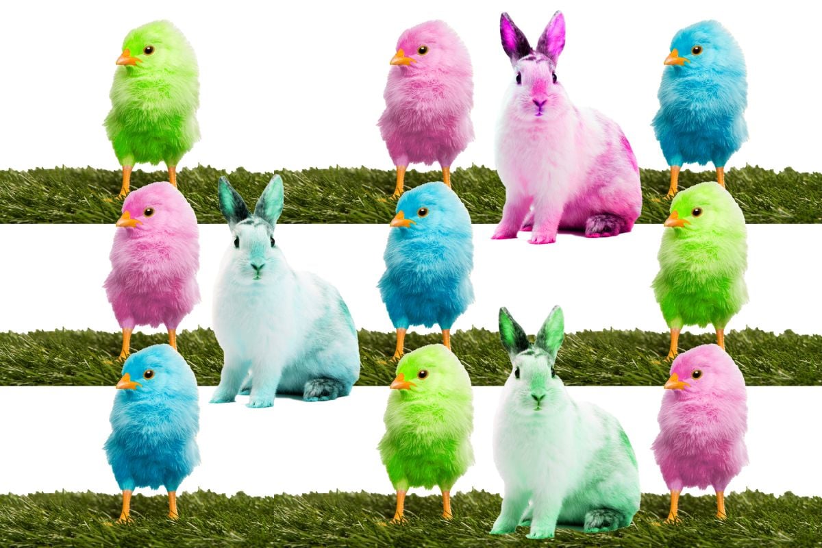 Vente de poussins colorés à Pâques : « Tout le monde est concerné par cette pratique illégale » Vente de poussins colorés à Pâques : « Tout le monde est concerné par cette pratique illégale »