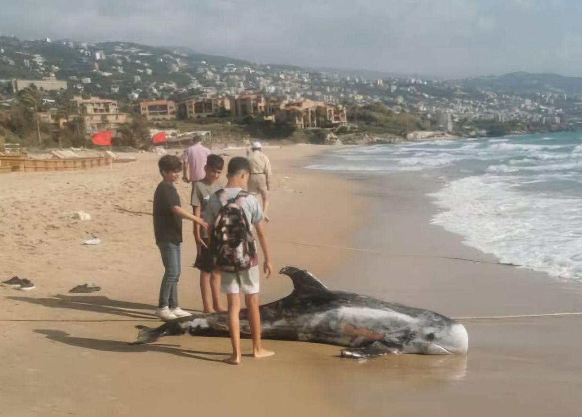 Un dauphin s'échoue sur une plage de Jbeil