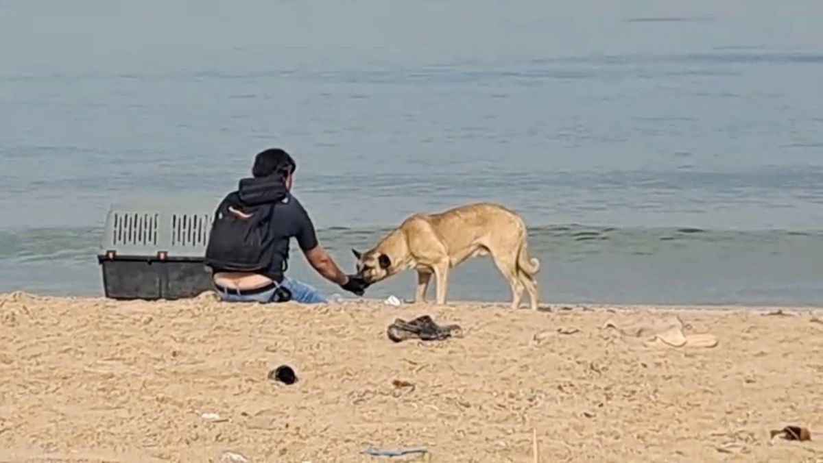 Animals Lebanon dismisses the responsibility of stray dogs in the death of a person at Ramlet al-Baida