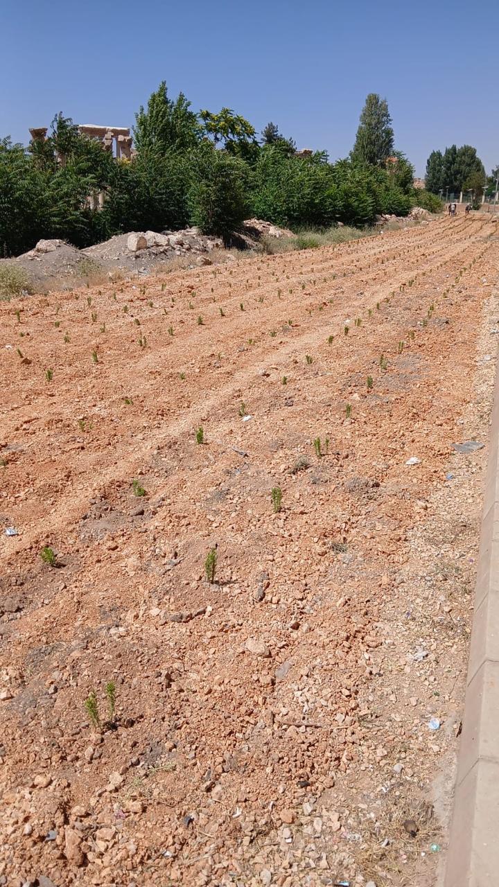 L’association Green Cedar Lebanon réhabilite les abords de la citadelle de Baalbeck