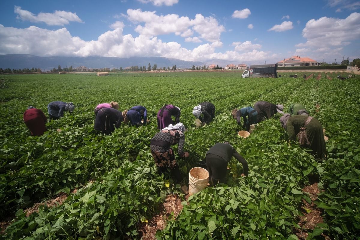 La sécurité alimentaire est une priorité existentielle, déclare le ministre libanais de l'Agriculture