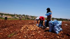 Agricultural workers harvesting potatoes in the field operated by Hamza Moussaoui in Rayak, in central Bekaa, on July 2, 2025. (Credit: Ali Baalbacki/L'Orient-Le Jour)