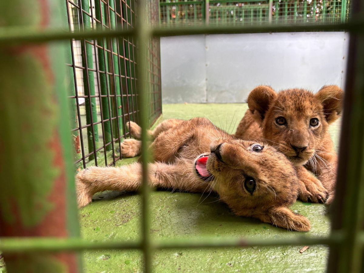 Deux lionceaux maltraités au Zoo Zazoo de Hazmieh : le propriétaire convoqué par la police Deux lionceaux maltraités au Zoo Zazoo de Hazmieh : le propriétaire convoqué par la police