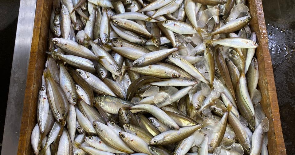 Le ministère de l’Agriculture saisit des poissons pêchés illégalement à Tripoli