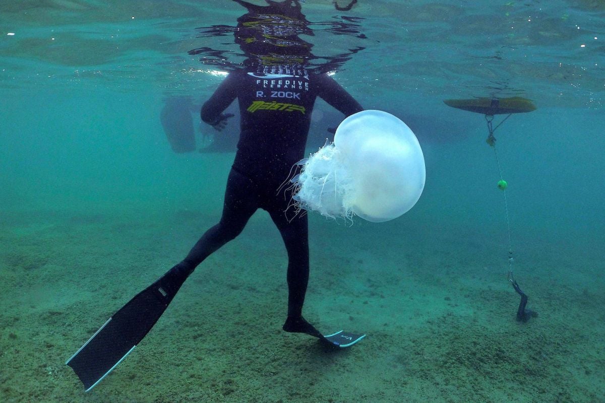 Jellyfish in Lebanon: Understanding the summer phenomenon