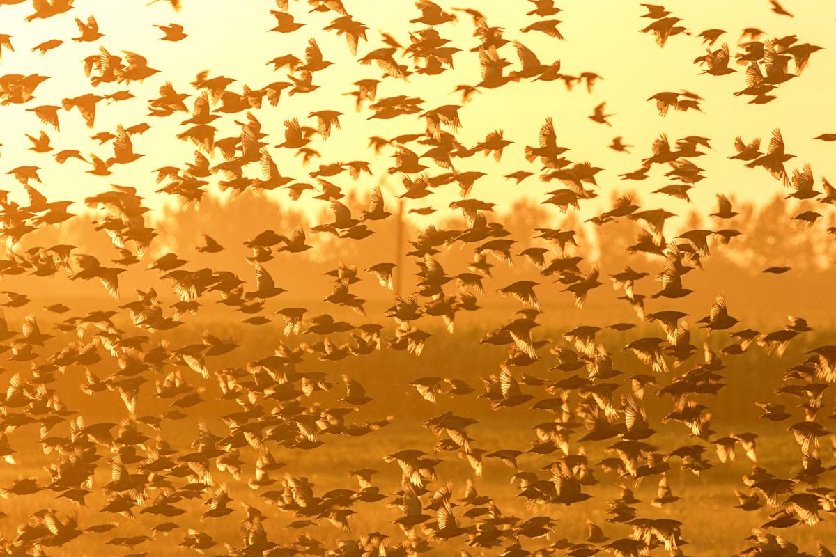 Sur la « murmuration » et les murmures...