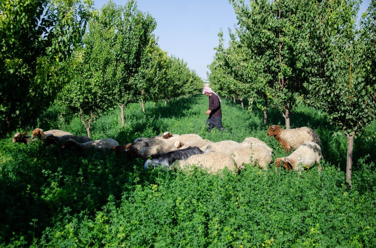 Face à la sécheresse, ces paysans qui veulent reverdir la Syrie